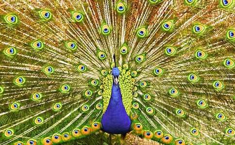 СѼ�װ׺Ϳ�ȸ����˯ǰ����