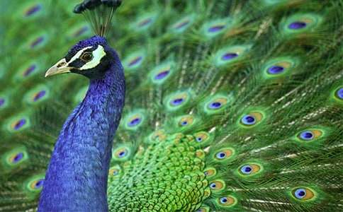 美丽的孔雀作文600字4篇