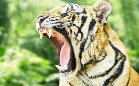 小老虎和大猫的睡前故事