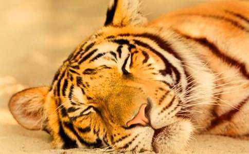 老虎和小猫的睡前故事