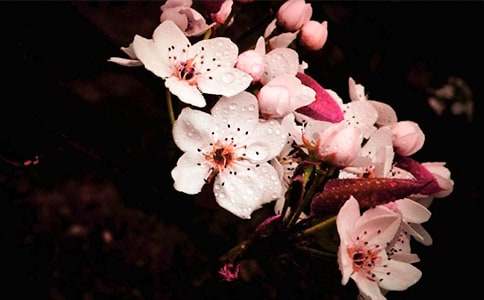 ����һ���滨˯ǰ����