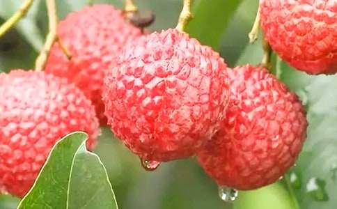 ���ţ�����������֦�������