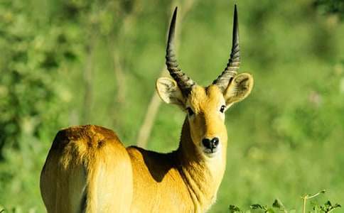 羚羊木雕读后感合集15篇