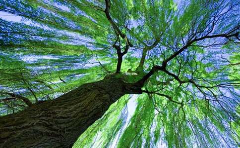 柳树三年级作文