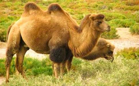 ��·��С����˯ǰ����