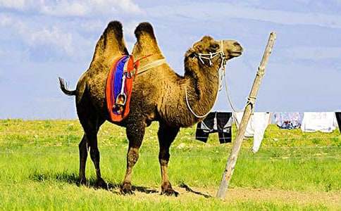 骆驼王子读后感(合集15篇)