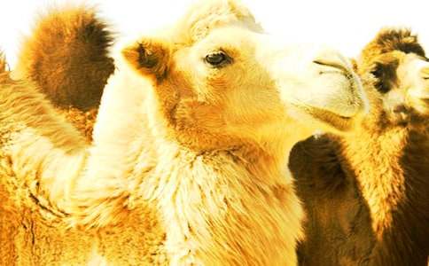 ���������ӡ������15ƪ