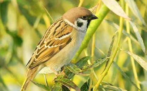 С��ȸ�ҹ���˯ǰ����