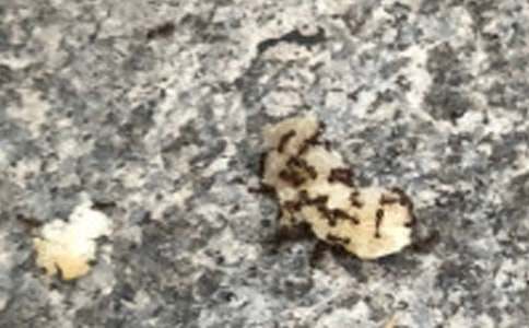 С���ϡ��ԡ��������Ϲ��ѹھ�˯ǰ����