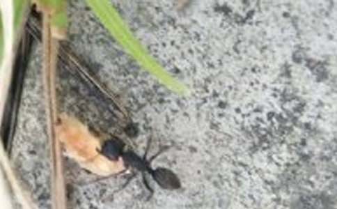 小蚂蚁的作文(精选54篇)