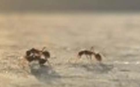 ��������600��3ƪ��������