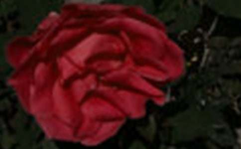 【推荐】玫瑰作文300字6篇