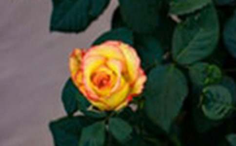 【精选】玫瑰作文300字六篇