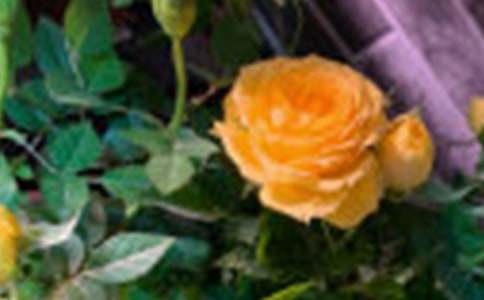 ����ľ����õ�廨��ͯ������