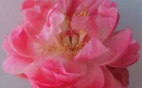 玫瑰的骄傲作文300字(合集)