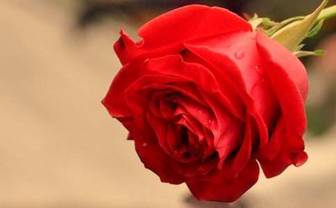 玫瑰作文300字15篇(合集)