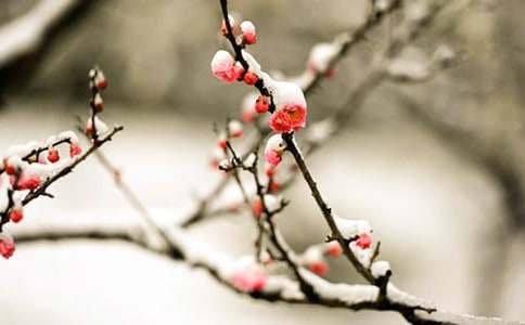 ����÷��������600����ƪ