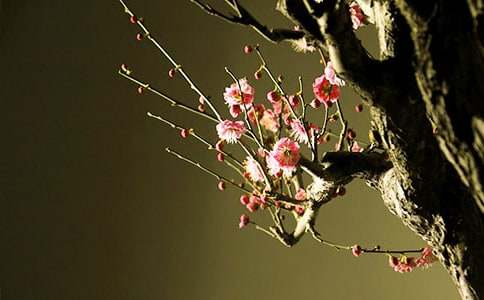 ��ʵ�á�÷������600��4ƪ