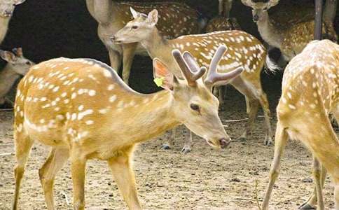 ������÷��¹����