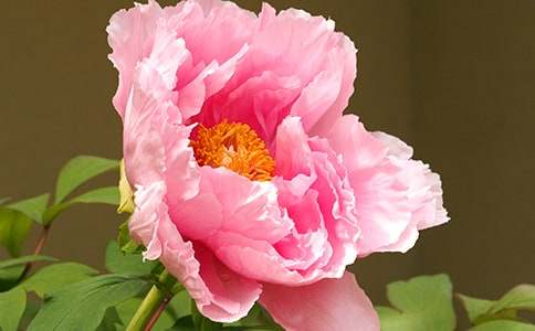 美丽的牡丹作文300字3篇