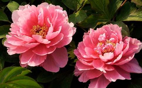 ������ĵ������600��6ƪ