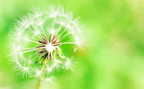 精选蒲公英的作文300字3篇