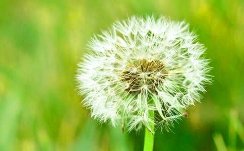 (推荐)蒲公英作文15篇