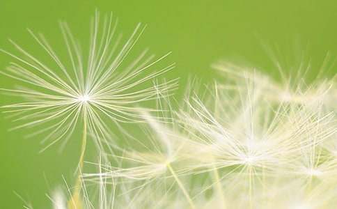 蒲公英的作文汇总6篇