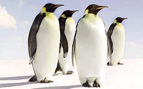 小企鹅减肥记睡前故事