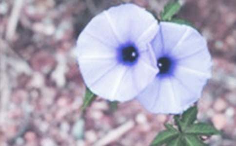 ǣţ������(����15ƪ)