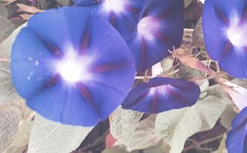 ���ر���ǣţ�����꼶������ƪ