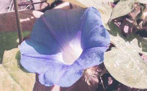 ǣţ�����꼶����3ƪ