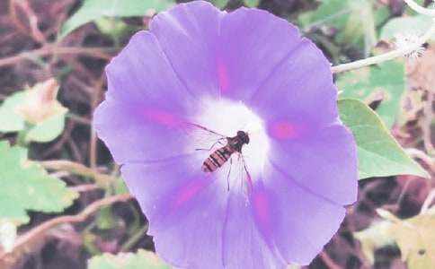 【荐】牵牛花作文