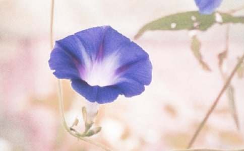 牵牛花三年级作文四篇