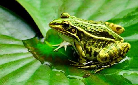 关于小青蛙讲故事睡前故事