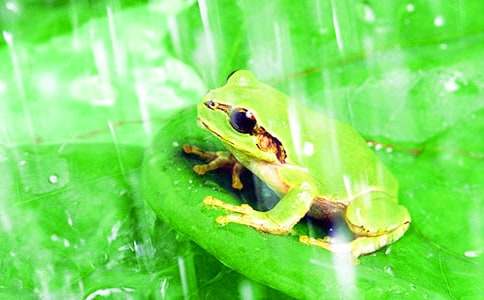 关于青蛙三年级作文300字六篇