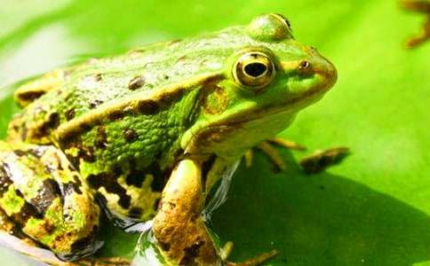 (精华)青蛙作文600字9篇