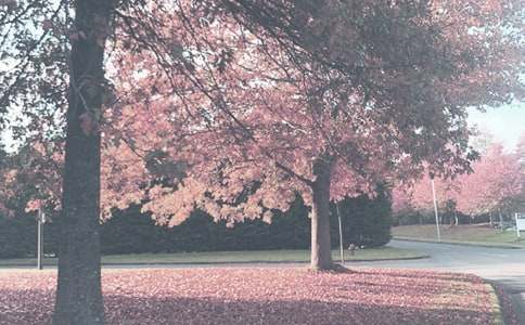 �＾С�ౣ��Ա�����ƻ�5ƪ