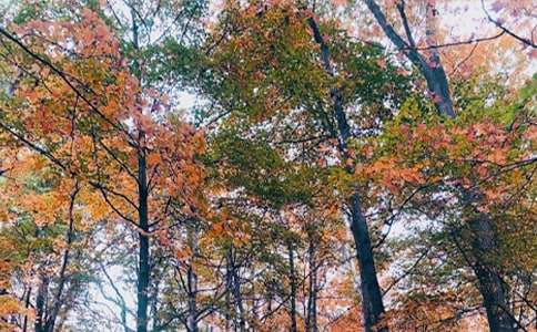 (精华)秋日的作文600字