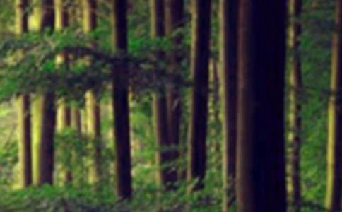 ����ѡ��ɭ�����������ĺϼ�5ƪ