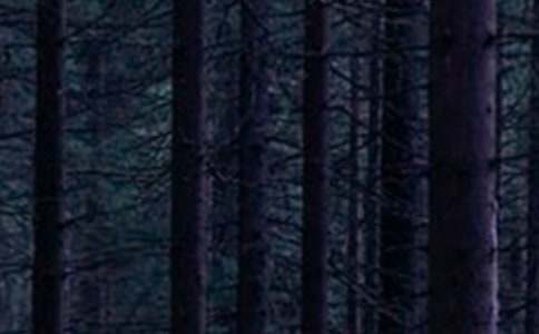 ��ɭ�ֱ������������