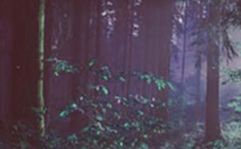 ɭ������������