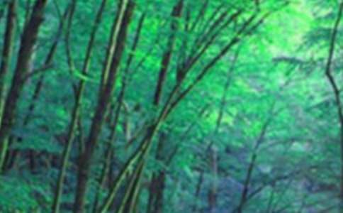 环保森林作文300字三篇