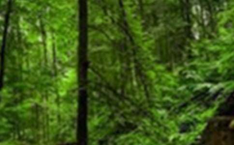 ������ɭ������600��