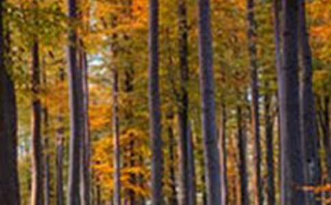 �����ɭ�֡��ۺ��(����15ƪ)