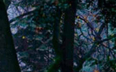 新上任的森林大王睡前故事