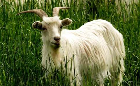 《山羊不吃天堂草》读后感(集锦15篇)