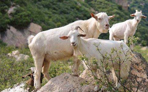 ħ��ɽ��˯ǰ����