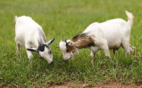 山羊不吃天堂草读后感(15篇)