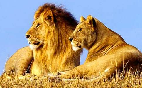 《狮子王》观后感优选15篇